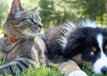 Απόφαση ορόσημο για τα κατοικίδια – Τέλος στην παράνομη διακίνηση