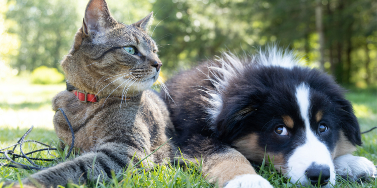 Απόφαση ορόσημο για τα κατοικίδια – H EE βάζει τέλος στην παράνομη διακίνηση