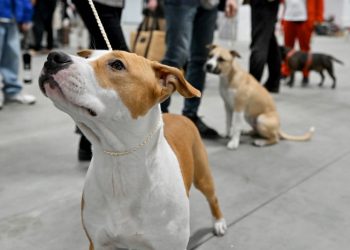 Χιλιάδες στο νοσοκομείο από δάγκωμα σκύλου το 2023
