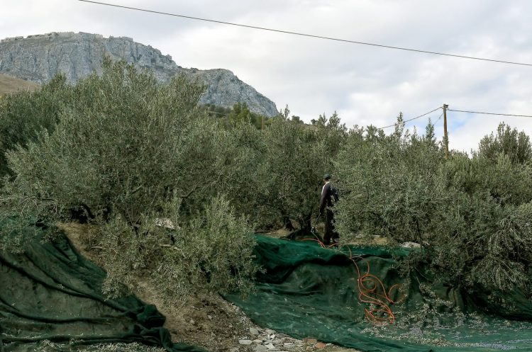 ΣΥΡΙΖΑ: Κίνδυνος απένταξης του ελαιολάδου από κοινοτικά προγράμματα