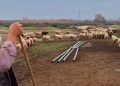 Σπαραγμός κτηνοτρόφου: «Σαν να μας σκοτώνουν τα παιδιά μας» (βίντεο)