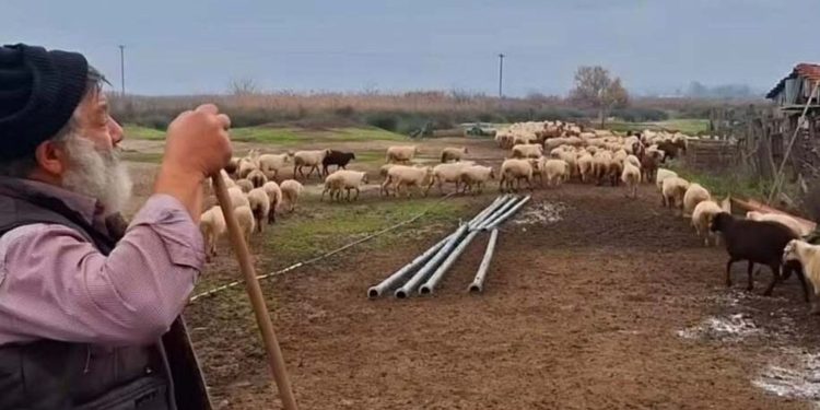 Σπαραγμός κτηνοτρόφου: «Σαν να μας σκοτώνουν τα παιδιά μας» (βίντεο)