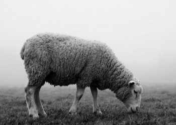 Ευλογιά των προβάτων: Πάνω από 450.000 ζώα έχουν θανατωθεί