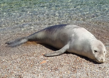 Ανάβυσσος: Σκότωσαν δια πυροβολισμού μεσογειακή φώκια στο Μαύρο Λιθάρι