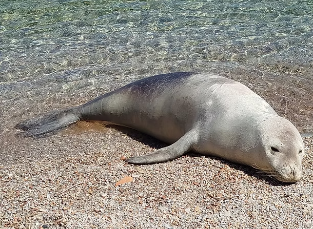Ανάβυσσος: Σκότωσαν δια πυροβολισμού μεσογειακή φώκια στο Μαύρο Λιθάρι