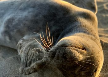 SOS στο Αιγαίο: Οι τουρίστες «εξαφανίζουν» τις φώκιες