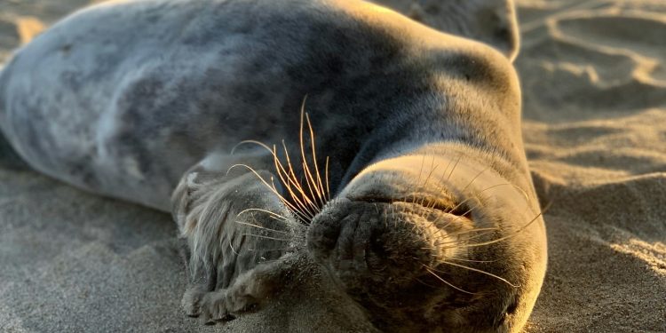 SOS στο Αιγαίο: Οι τουρίστες «εξαφανίζουν» τις φώκιες