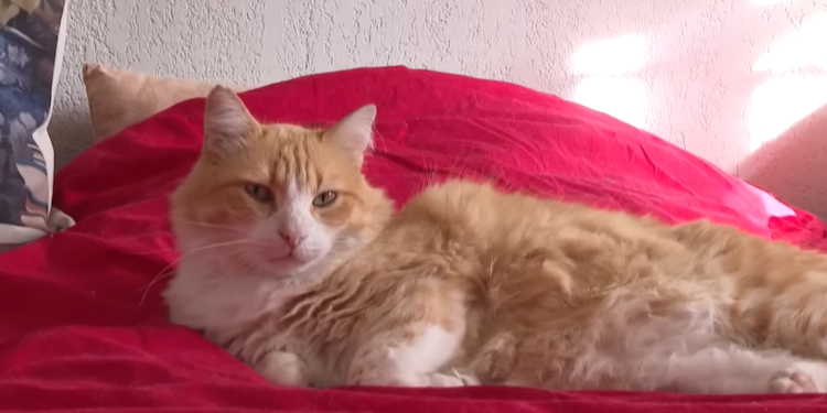 Γαλλία: Γάτος κρίθηκε… ένοχος από το Δικαστήριο