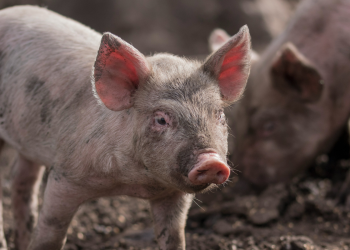 Πανώλη των χοίρων: Σε κατάσταση συναγερμού η Βαρκελώνη – Κινητοποιήθηκε ο στρατός