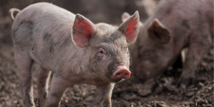 Πανώλη των χοίρων: Σε κατάσταση συναγερμού η Βαρκελώνη – Κινητοποιήθηκε ο στρατός