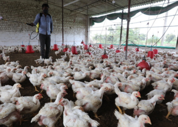 Αποτελεί απειλή η γρίπη των πτηνών Η5Ν1 για τον άνθρωπο; – Πώς μπορεί να μεταδοθεί