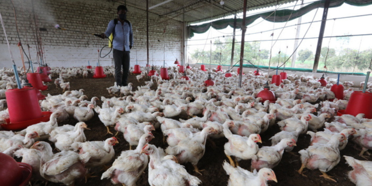 Αποτελεί απειλή η γρίπη των πτηνών Η5Ν1 για τον άνθρωπο; – Πώς μπορεί να μεταδοθεί