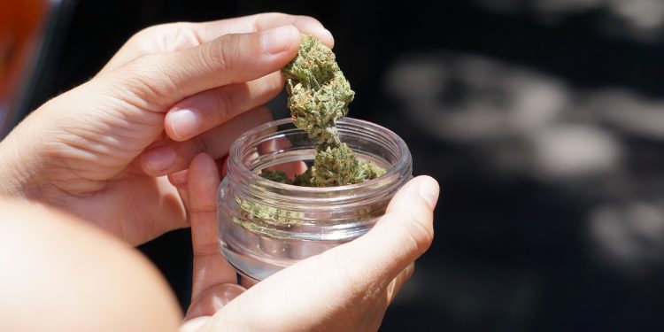 Νέα μελέτη για την κάνναβη: Τα πραγματικά οφέλη και οι κρυφοί κίνδυνοι της ιατρικής χρήσης