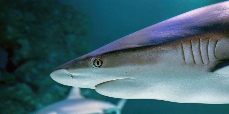 Συναγερμός στη Μεσόγειο: Οι μεγάλοι καρχαρίες στο όριο της εξαφάνισης