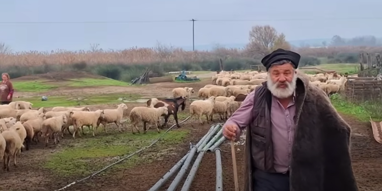 Δεν άντεξε ο κτηνοτρόφος που αποχαιρέτησε τα 450 πρόβατά του, στο νοσοκομείο με εγκεφαλικό (βίντεο)