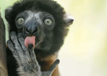 Οι πιο αστείες φωτογραφίες ζώων του 2025 από τα Nikon Comedy Wildlife Awards