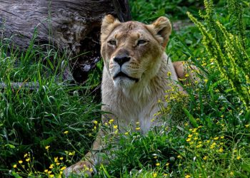 Βραζιλία: Λιοντάρι κατασπάραξε19χρονο σε ζωολογικό κήπο (βίντεο)