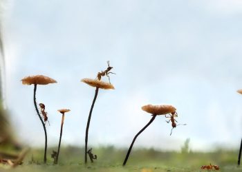 Τα άρρωστα νεαρά μυρμήγκια «ζητούν» τον θάνατό τους για να σωθεί η αποικία