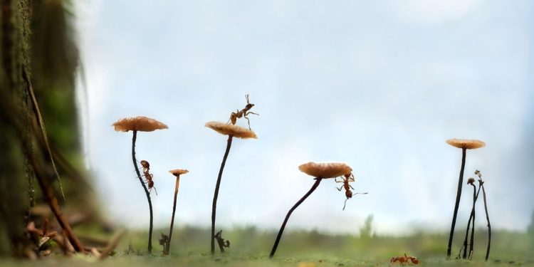 Τα άρρωστα νεαρά μυρμήγκια «ζητούν» τον θάνατό τους για να σωθεί η αποικία