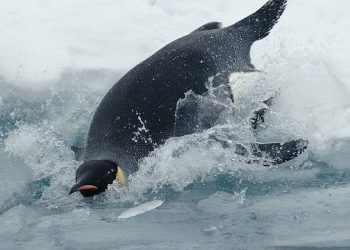 Η Ανταρκτική μέσα από τα… μάτια ενός πιγκουίνου: Μοναδικές υποβρύχιες εικόνες (βίντεο)