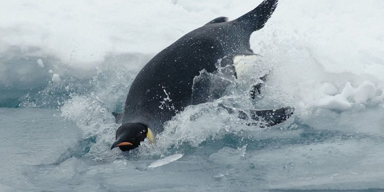Η Ανταρκτική μέσα από τα… μάτια ενός πιγκουίνου: Μοναδικές υποβρύχιες εικόνες (βίντεο)