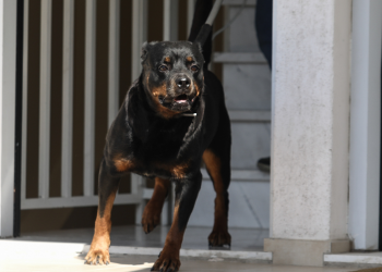 Σοκ στη Ζάκυνθο: Νεκρό παιδί 18 μηνών από επίθεση σκύλου