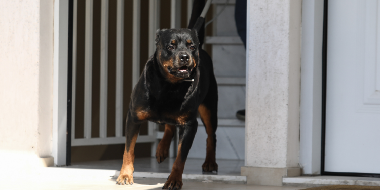 Σοκ στη Ζάκυνθο: Νεκρό παιδί 18 μηνών από επίθεση σκύλου