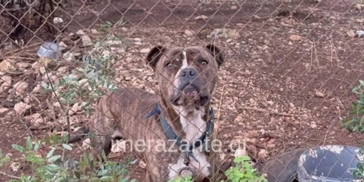 Ζάκυνθος: Οι λεπτομέρειες της τραγωδίας με τον 2χρονο που κατασπαράχθηκε από σκύλο