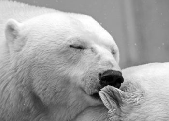 Καναδάς: Πολική αρκούδα υιοθετεί ξένο μικρό