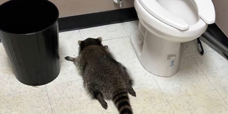 Ρακούν στην Βιρτζίνια εισέβαλε σε στούντιο καράτε (βίντεο)