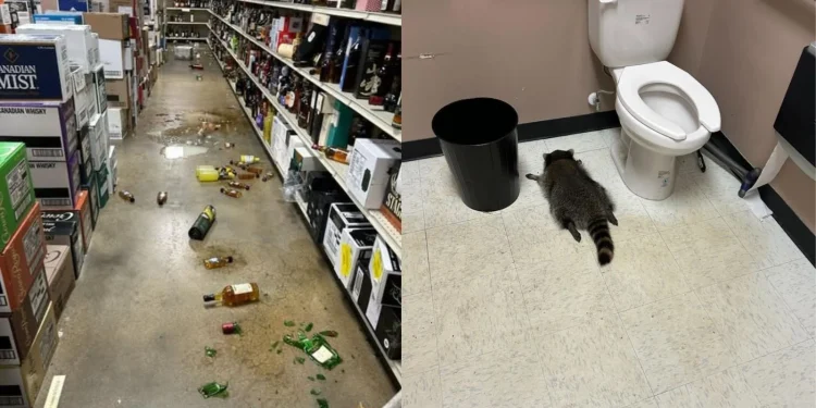 Ρακούν εισβάλλει σε κάβα στη Βιρτζίνια και λιποθυμά μετά την κατανάλωση ποτών