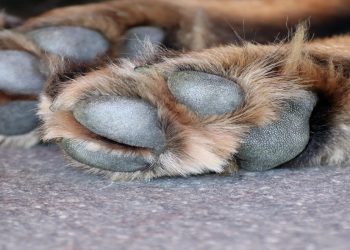 Θεσσαλονίκη: Κακουργηματική δίωξη στον 90χρονο που έδεσε και έθαψε σκύλο ζωντανό