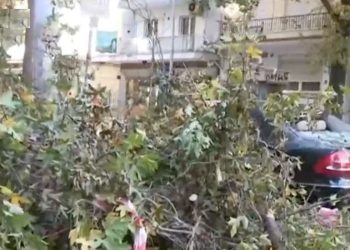 Θεσσαλονίκη: Πτώσεις δεκάδων δένδρων και πινακίδων λόγω ισχυρών ανέμων