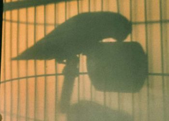 WWF Ελλάς: Ανεξέλεγκτο το παράνομο εμπόριο άγριων ειδών