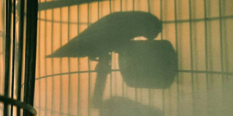 WWF Ελλάς: Ανεξέλεγκτο το παράνομο εμπόριο άγριων ειδών