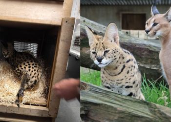 Σπάνια αιλουροειδή διασώθηκαν στη Γαλλία (φωτό)