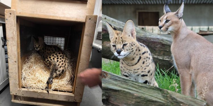 Σπάνια αιλουροειδή διασώθηκαν στη Γαλλία (φωτό)