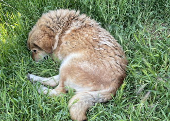 Νέα πλατφόρμα για τα αδέσποτα από το Δήμο Περιστερίου