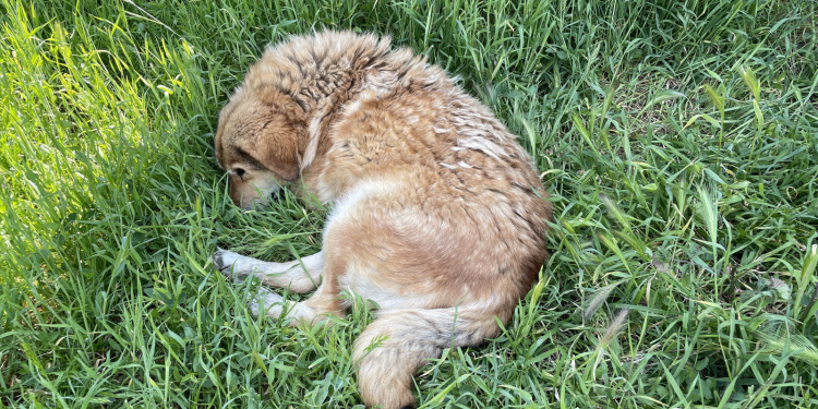 Νέα πλατφόρμα για τα αδέσποτα από το Δήμο Περιστερίου