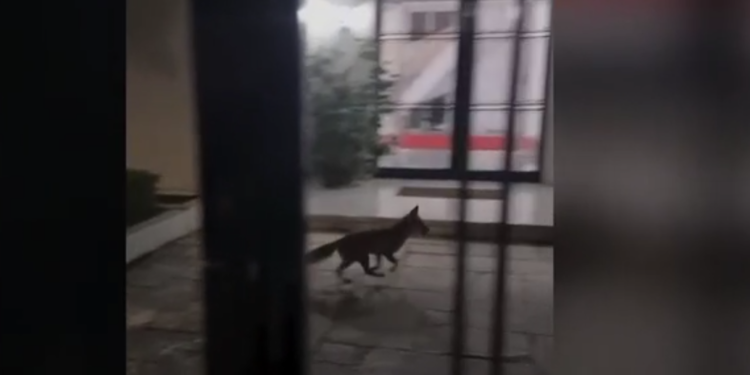 Αλεπού εισέβαλε στο… Μέγαρο Μαξίμου (βίντεο)