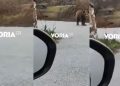 Κοζάνη: Αρκούδα έκανε βόλτες στην Αναρράχη του Δήμου Εορδαίας (βίντεο)