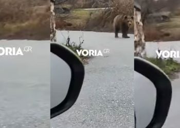 Κοζάνη: Αρκούδα έκανε βόλτες στην Αναρράχη του Δήμου Εορδαίας (βίντεο)