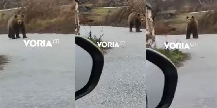 Κοζάνη: Αρκούδα έκανε βόλτες στην Αναρράχη του Δήμου Εορδαίας (βίντεο)