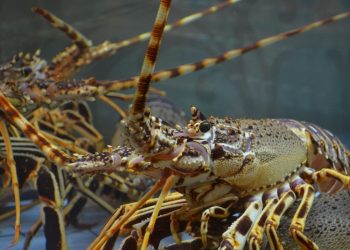 ΗΠΑ: Κλοπή φορτίου αστακών αξίας 400.000 δολαρίων αναστατώνει την αλυσίδα εφοδιασμού