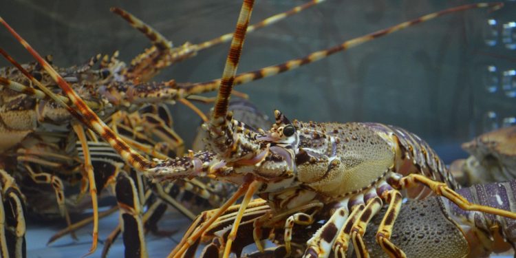 ΗΠΑ: Κλοπή φορτίου αστακών αξίας 400.000 δολαρίων αναστατώνει την αλυσίδα εφοδιασμού