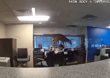 Απίστευτο περιστατικό στη Νέα Υόρκη – Ελάφι εισέβαλε σε τράπεζα (βίντεο)