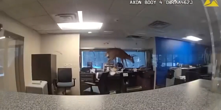 Απίστευτο περιστατικό στη Νέα Υόρκη – Ελάφι εισέβαλε σε τράπεζα (βίντεο)