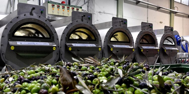 Ελαιόλαδο: Κακός οιωνός για την ακρίβεια, η σημαντικά μειωμένη φετινή παραγωγή και η υποβαθμισμένη ποιότητα