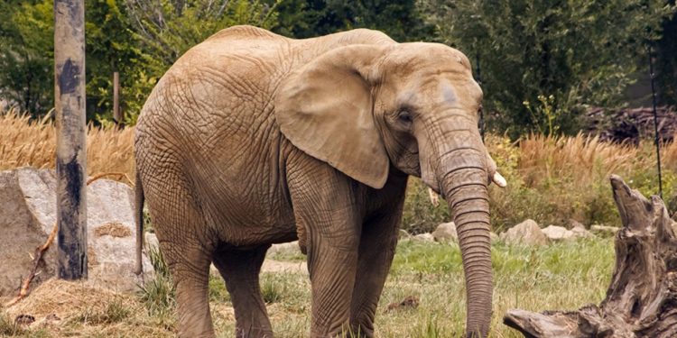 Ινδία: Άγριος ελέφαντας σε αμόκ αφήνει πίσω του 20 νεκρούς σε εννέα ημέρες