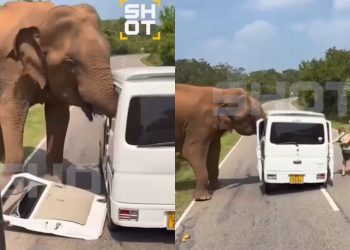 Σρι Λάνκα: Ελέφαντας επιτέθηκε σε όχημα με τουρίστες σε εθνικό πάρκο